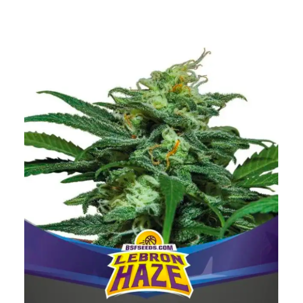 Auto Lebron Haze XXL x2 - Bsf Seeds