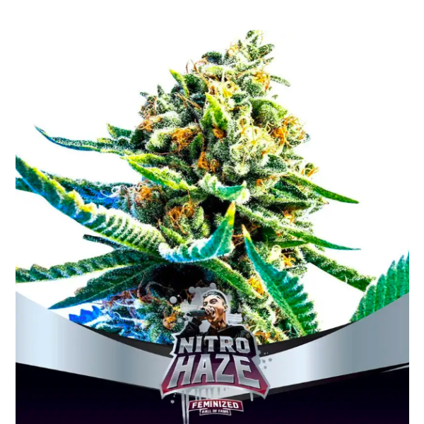 Nitro Haze X12 - Bsf Seeds