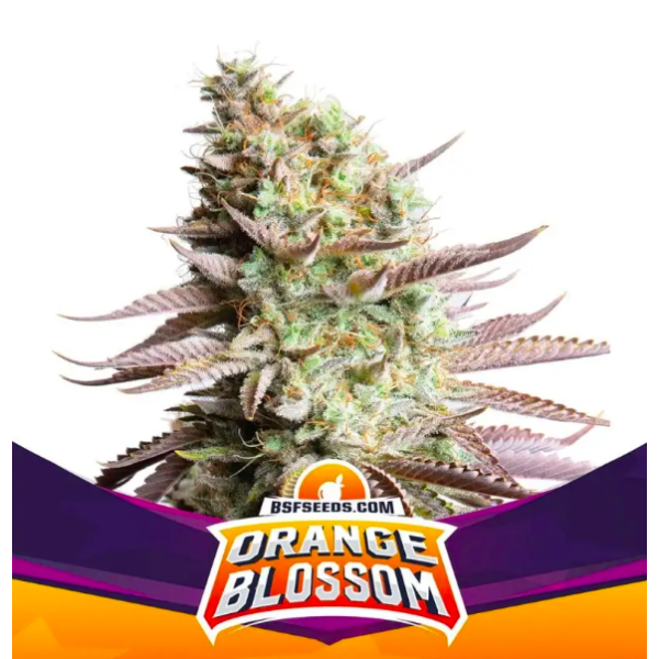 Orange Blossom X4 - Bsf Seeds