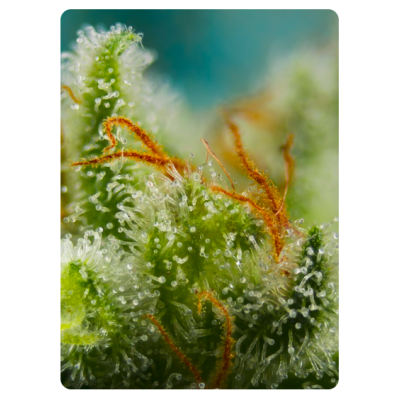 Cultiva una cosecha abundante con Big Devil XL Auto 3+1 UDS de Sweet Seeds en Novaweed Cultiva una cosecha abundante con Big Devil XL Auto 3+1 UDS de Sweet Seeds en Novaweed