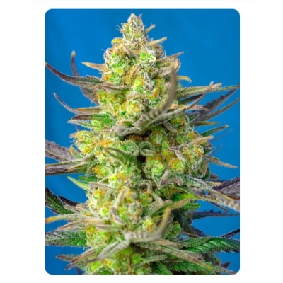 ¡Obtén una cosecha de calidad con Sweet Cheese XL Auto! Compra ahora en Novaweed. ¡Obtén una cosecha de calidad con Sweet Cheese XL Auto! Compra ahora en Novaweed.