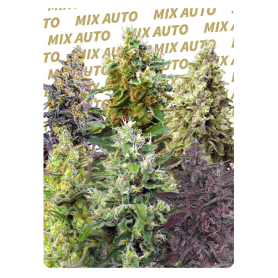 ¡Variedad de sabores y aromas con Sweet Mix Auto! Compra ahora en Novaweed. ¡Variedad de sabores y aromas con Sweet Mix Auto! Compra ahora en Novaweed.