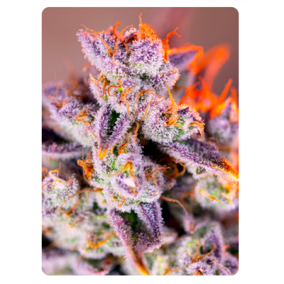 ¡Descubre la exótica Tropicanna Poison XL Auto de Sweet Seeds! Compra ahora en Novaweed. ¡Descubre la exótica Tropicanna Poison XL Auto de Sweet Seeds! Compra ahora en Novaweed.