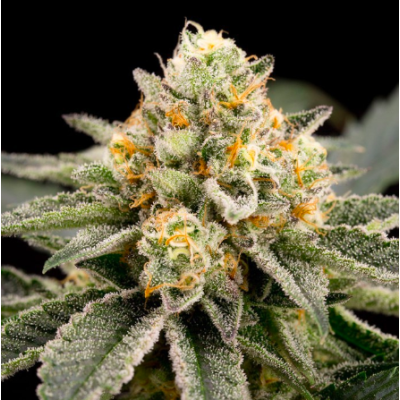 Semillas Zombie Bride 3uds de Ripper Seeds: Sabor y aroma únicos para tu cosecha en Novaweed