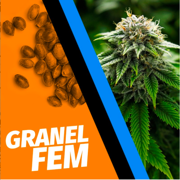 Pack 100 Girl Scout Cookies Granel Fem - NW