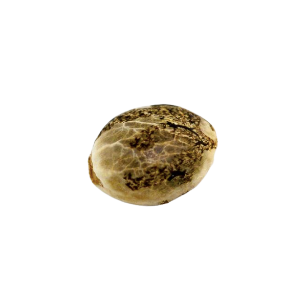 Skywalker OG Granel Fem - NW Seeds