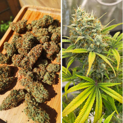 Potencia tropical: Banana Blaze 3Uds - Dutch Passion en Novaweed