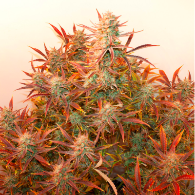 Potencia celestial con Skywalker Haze - Dutch Passion | Novaweed