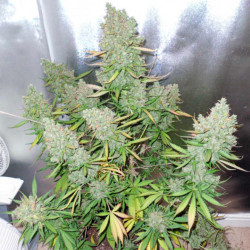 ¡Cultiva Blueberry Auto 3 uds de Dutch Passion en Novaweed! Compra ahora