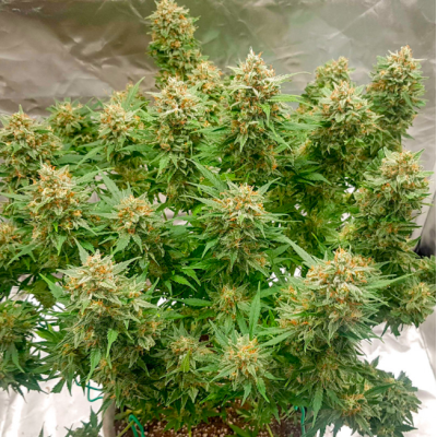 Think Big Auto - Cosechas abundantes y rápidas | Novaweed