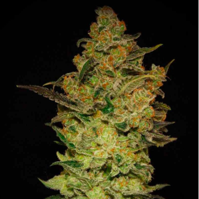 Caprichosa Thai 3Uds - Elite Seeds: Exotismo y Calidad en Novaweed Caprichosa Thai 3Uds - Elite Seeds: Exotismo y Calidad en Novaweed