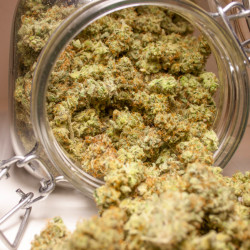 Dutch Passion: Brooklyn Sunrise Auto 3 uds, ¡compra en Novaweed Dutch Passion: Brooklyn Sunrise Auto 3 uds, ¡compra en Novaweed