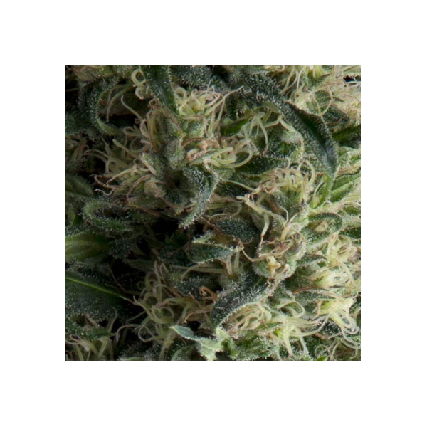Galaxy Auto 1Ud - Pyramid Seeds