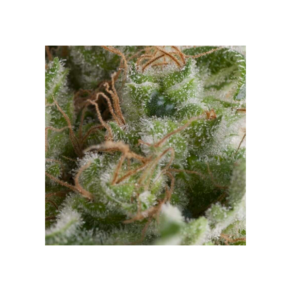 American Pie Auto  1 Ud - Pyramid Seeds