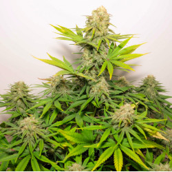 Dutch Passion: Colorado Cookies Auto 3 uds, ¡compra en Novaweed!