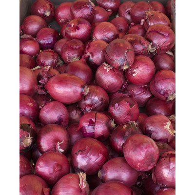Cebolla Morada Best Garden: Cultivo Intensivo y Conservación Premium