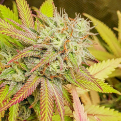 Dutch Passion: Critical Orange Punch 3 uds, ¡compra en Novaweed! Dutch Passion: Critical Orange Punch 3 uds, ¡compra en Novaweed!
