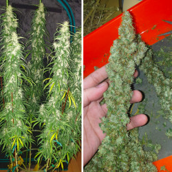 Dutch Passion: Desfran 3 uds, ¡compra en Novaweed! Dutch Passion: Desfran 3 uds, ¡compra en Novaweed!