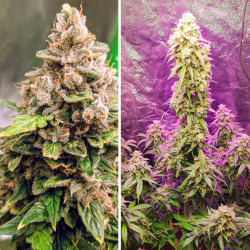 Dutch Passion: Euforia Auto 3 uds, ¡compra en Novaweed! Dutch Passion: Euforia Auto 3 uds, ¡compra en Novaweed!
