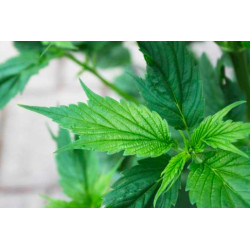 Dutch Passion: Frisian Duck 3 uds, ¡compra en Novaweed! Dutch Passion: Frisian Duck 3 uds, ¡compra en Novaweed!