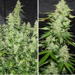 Dutch Passion: Glueberry OG Auto 3 uds, ¡compra en Novaweed!