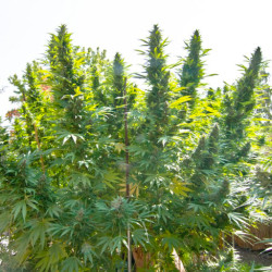 Semillas Hollands Hope de Dutch Passion - Novaweed tienda online.