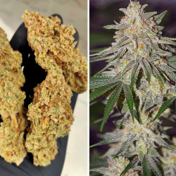 Semillas Jorges Diamonds Uno - Novaweed tienda online. Semillas Jorges Diamonds Uno - Novaweed tienda online.