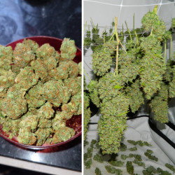 Semillas Orange Bud - Novaweed tienda online. Semillas Orange Bud - Novaweed tienda online.