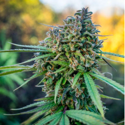 Compra semillas Pamir Gold de Dutch Passion en Novaweed: pack de 3 unidades Compra semillas Pamir Gold de Dutch Passion en Novaweed: pack de 3 unidades
